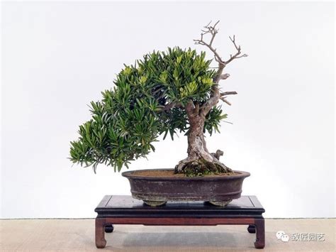 羅漢松種植風水|如何按照風水來擺設羅漢松？（特徵、方位、共同擺設的植物）